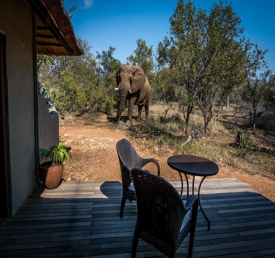 Villa Garonga Safari à Makalali Game Reserve Extérieur photo