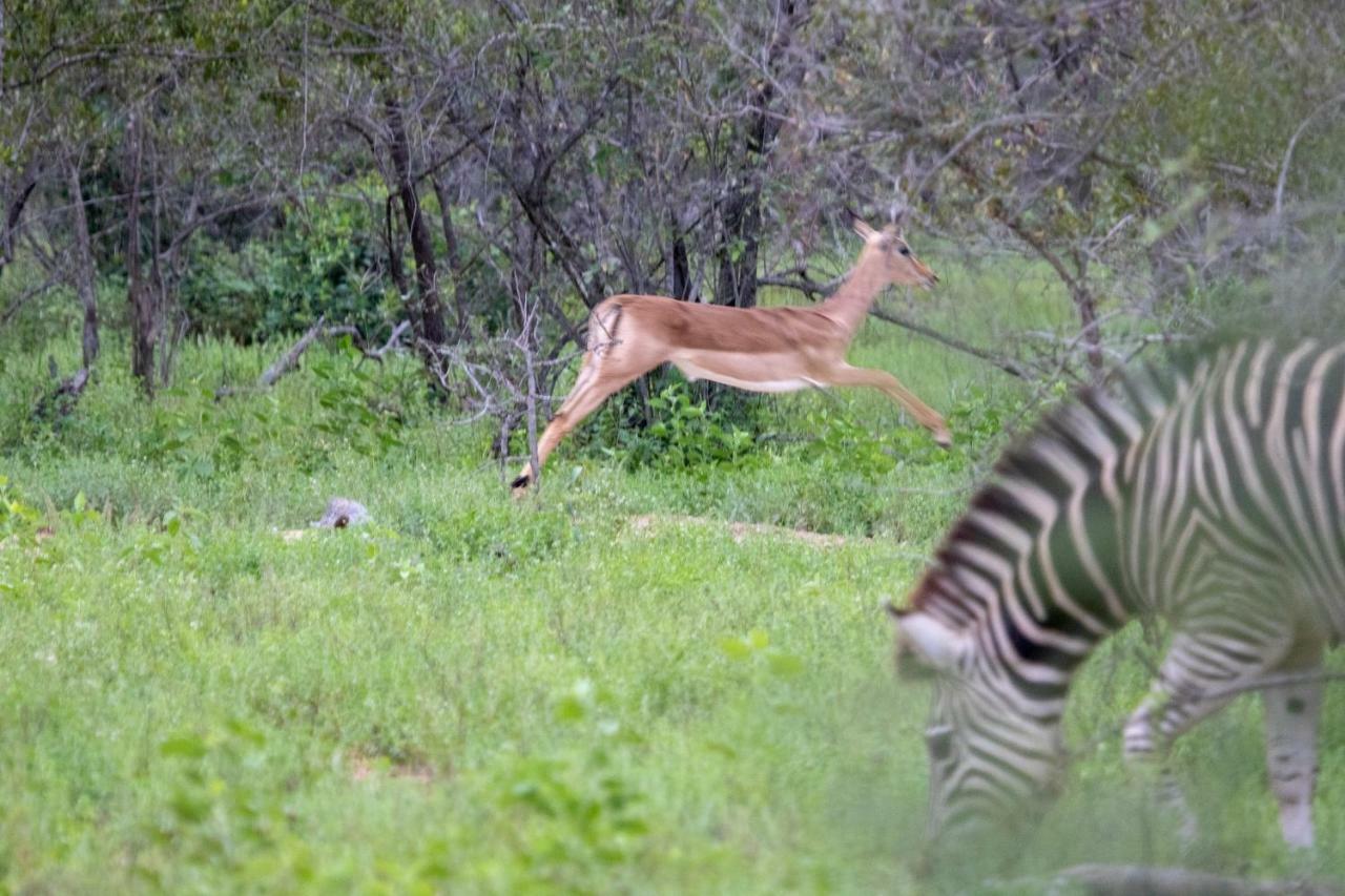 Villa Garonga Safari à Makalali Game Reserve Extérieur photo