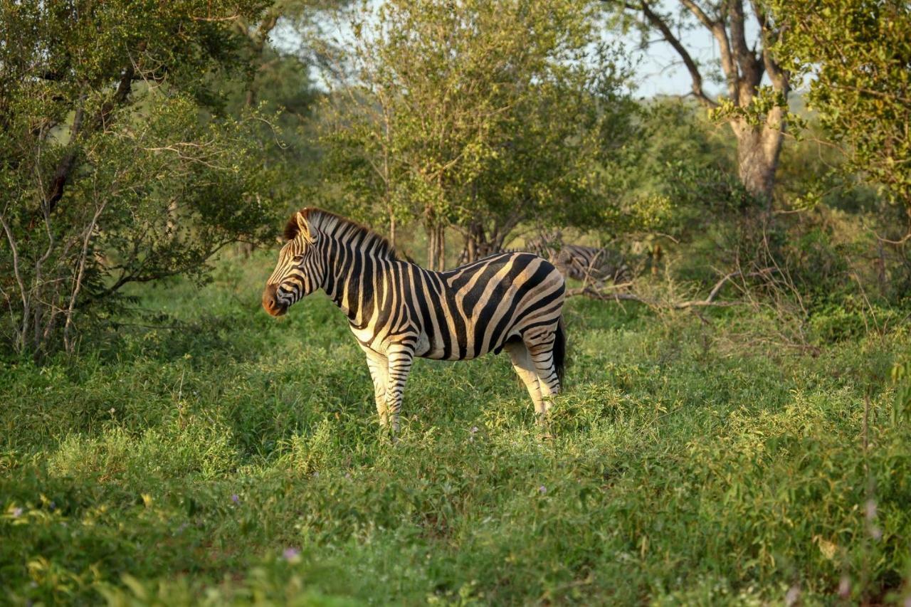 Villa Garonga Safari à Makalali Game Reserve Extérieur photo